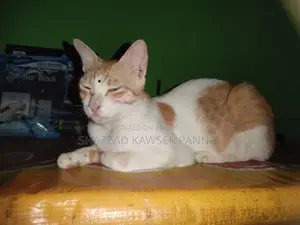 ১+ বছরের নারী খাঁটি জাতের বেঙ্গল বিড়াল