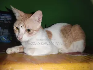 ১+ বছরের নারী খাঁটি জাতের বেঙ্গল বিড়াল