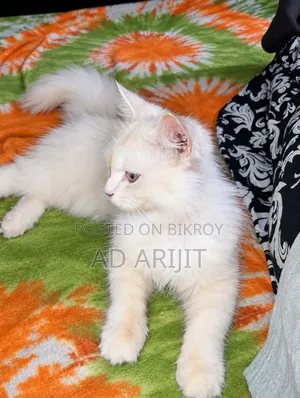 ১-৩ মাস বয়সী স্ত্রী খাঁটি পার্সিয়ান বিড়ালছানা