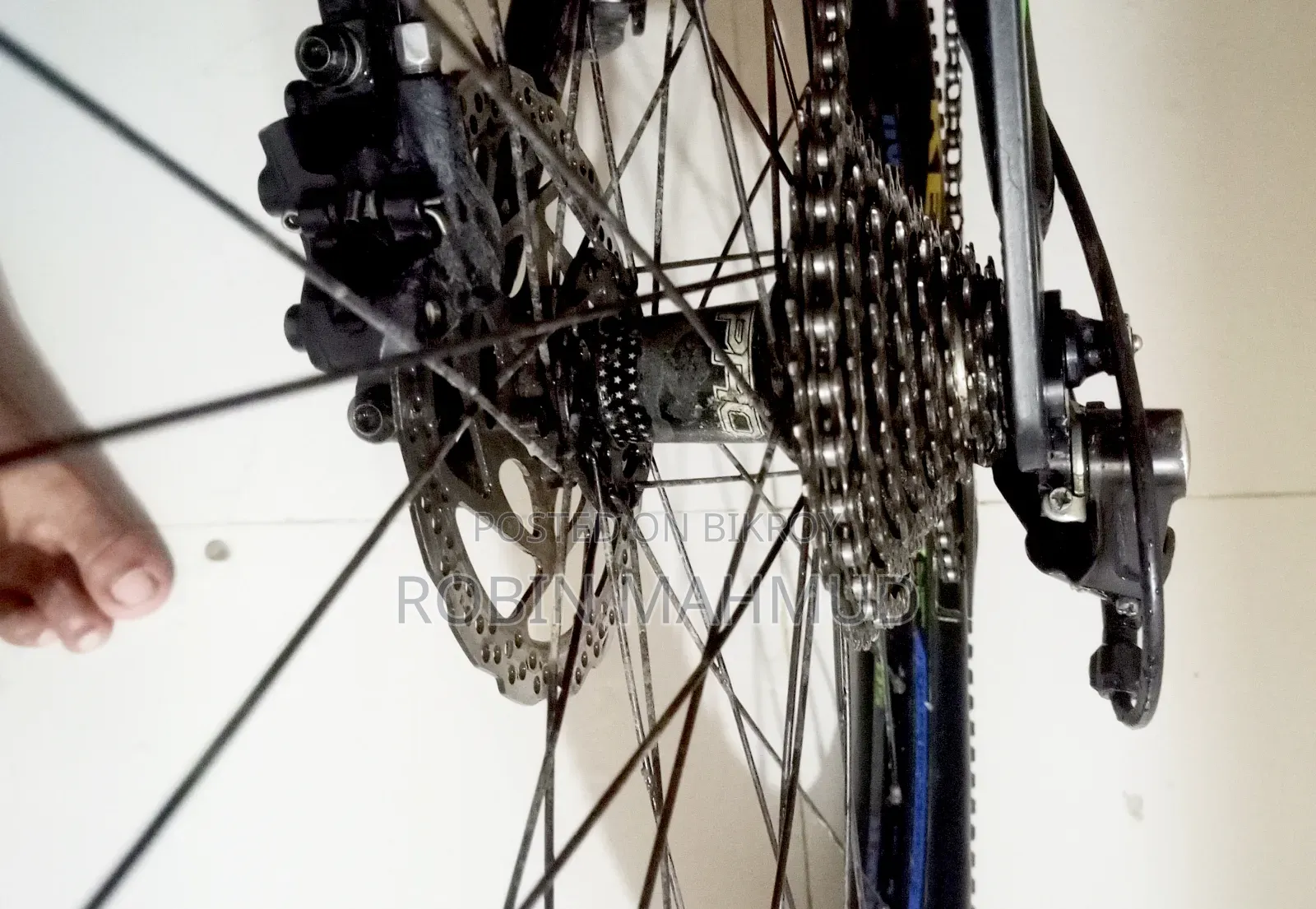 Cycle Veloce Seventy One Warrior 2.0
