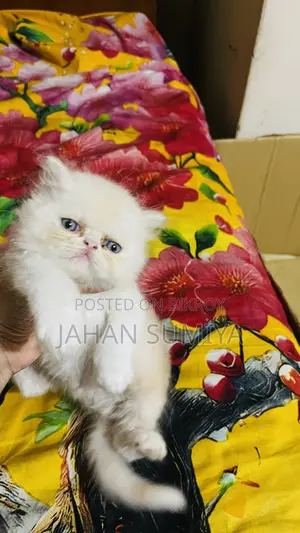 ০-১ মাস বয়সী ফিমেল পিওরব্রেড এক্সোটিক