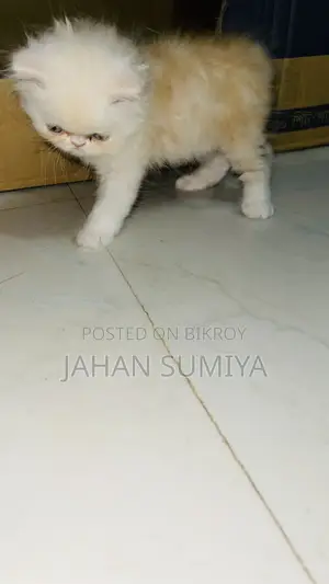 ০-১ মাস বয়সী ফিমেল পিওরব্রেড এক্সোটিক