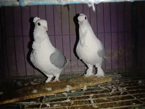 কিছু ব্লু ঝর্ণা মুম্বাই কবুতর বিক্রি হবে