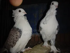 কিছু ব্লু ঝর্ণা মুম্বাই কবুতর বিক্রি হবে