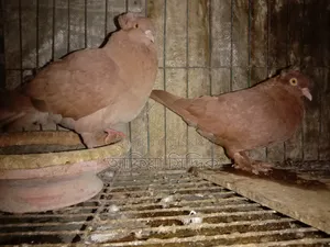 কিছু ব্লু ঝর্ণা মুম্বাই কবুতর বিক্রি হবে