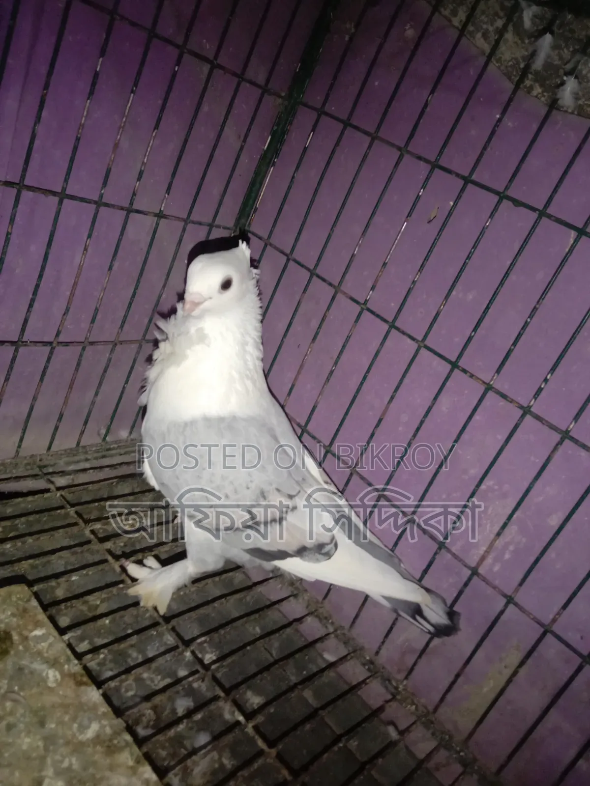 কিছু ব্লু ঝর্ণা মুম্বাই কবুতর বিক্রি হবে