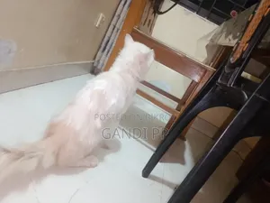 ৬-১২ মাসের মেইল পিওরব্রেড পার্সিয়ান