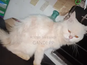 ৬-১২ মাসের মেইল পিওরব্রেড পার্সিয়ান