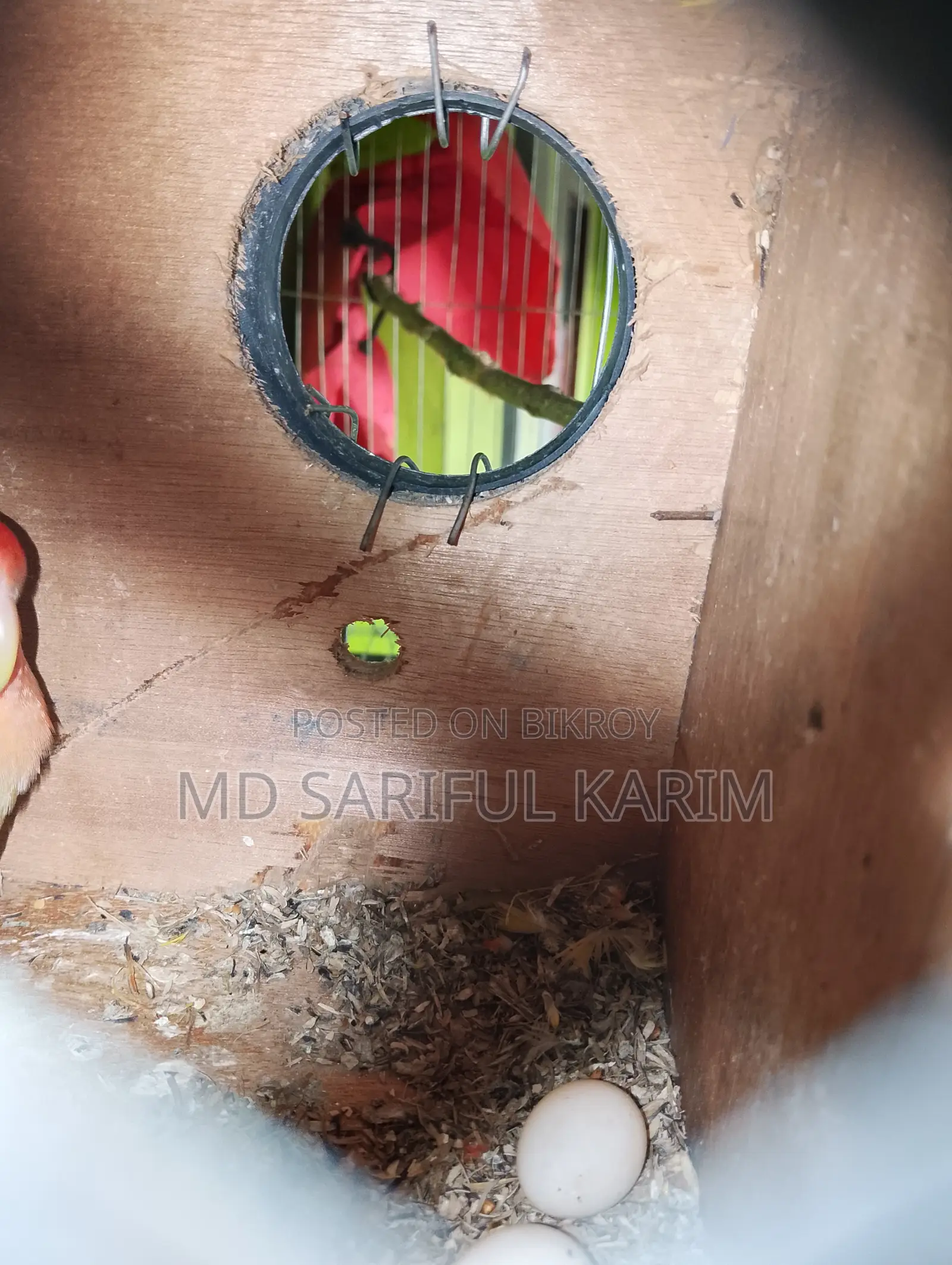 LoveBird Pakhi