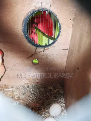 LoveBird Pakhi