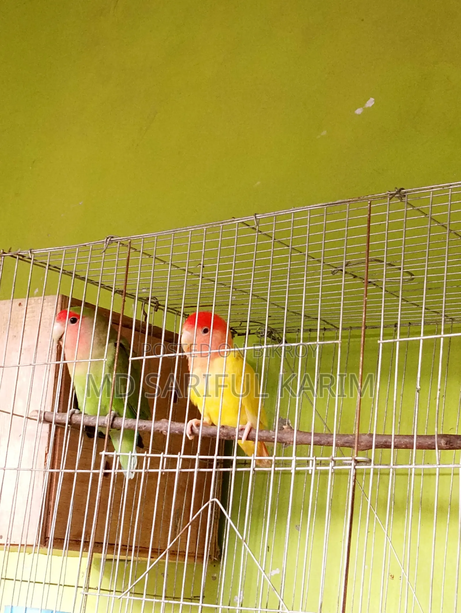 LoveBird Pakhi