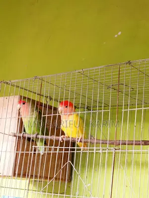 LoveBird Pakhi