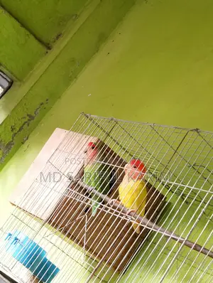 LoveBird Pakhi