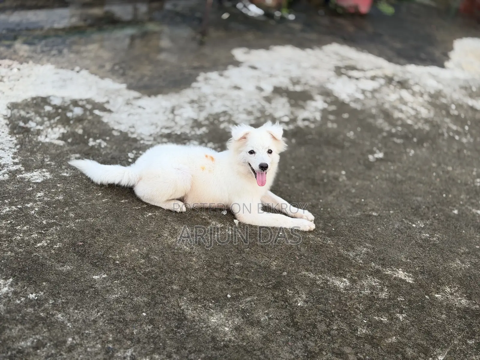 3-6 Months Male Purebred Japanese Spitz