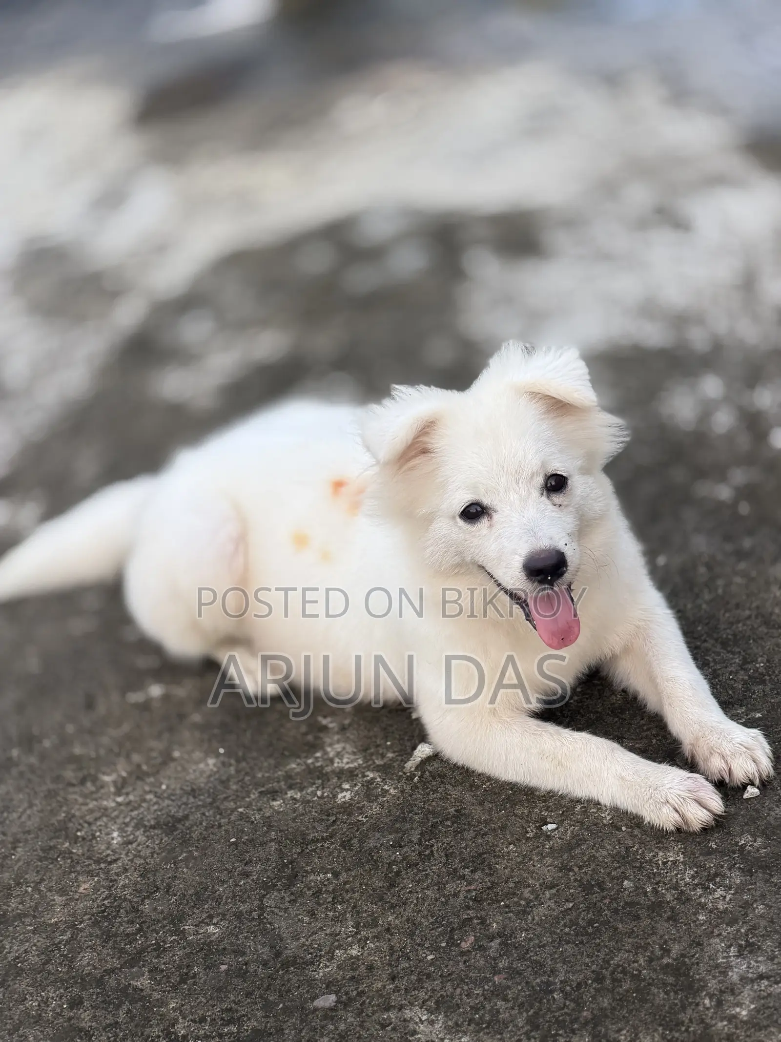 3-6 Months Male Purebred Japanese Spitz