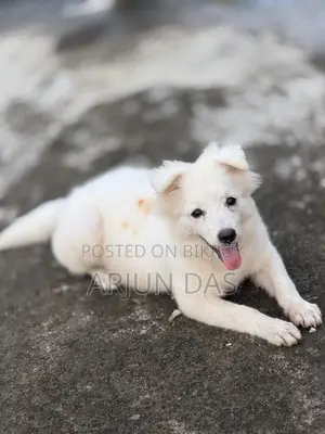 3-6 Months Male Purebred Japanese Spitz