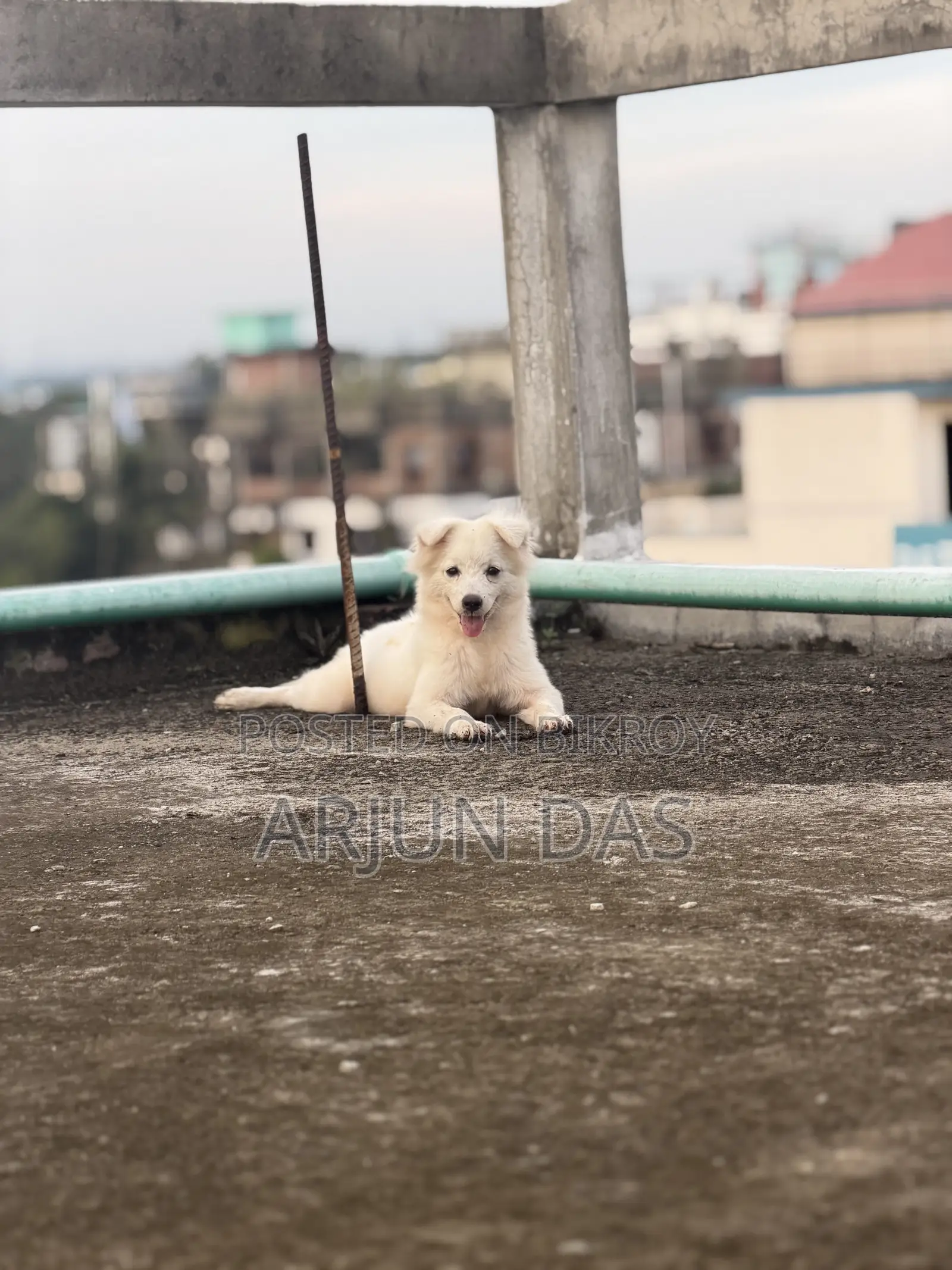 3-6 Months Male Purebred Japanese Spitz