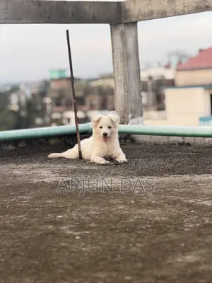3-6 Months Male Purebred Japanese Spitz