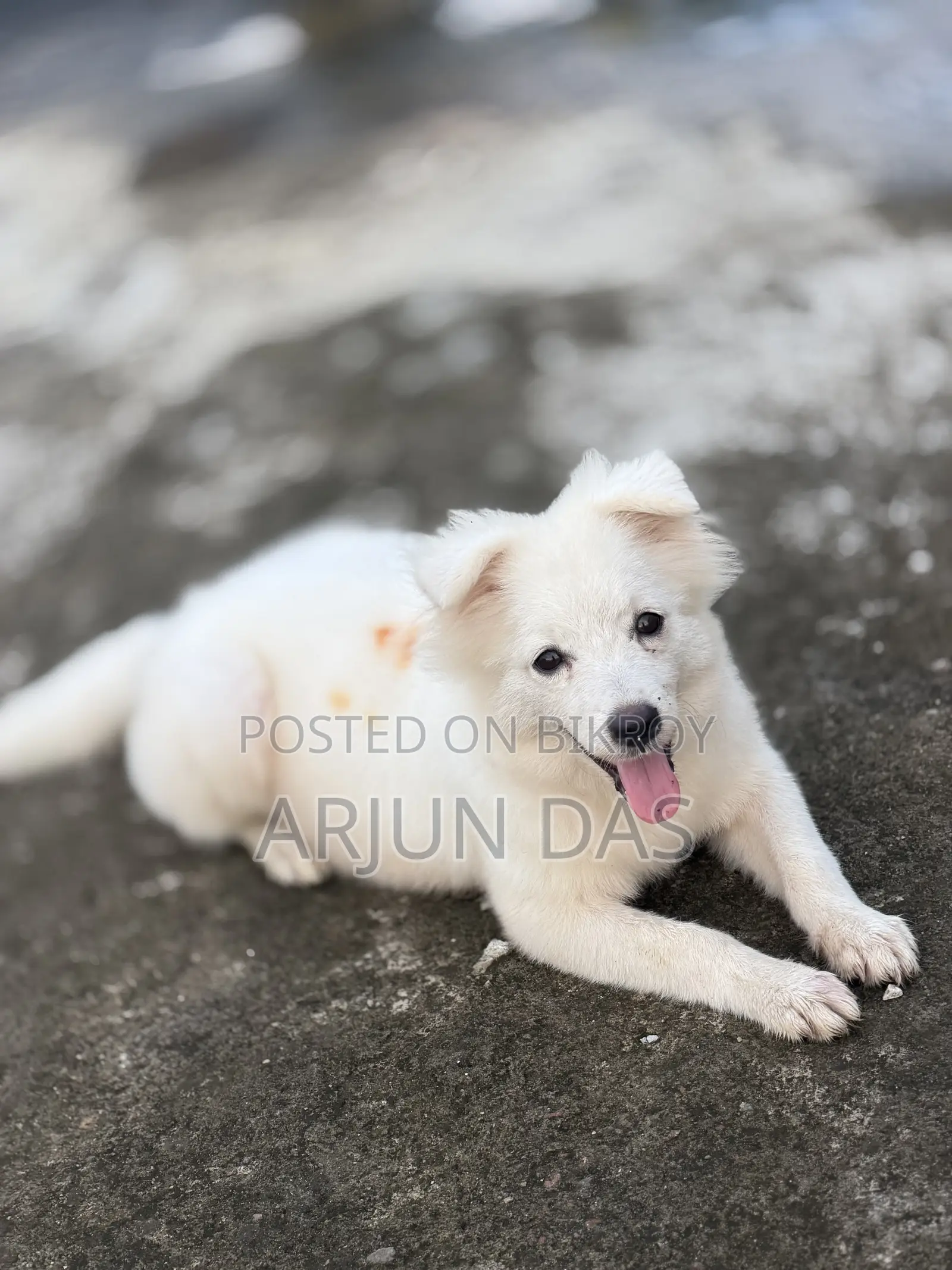 3-6 Months Male Purebred Japanese Spitz
