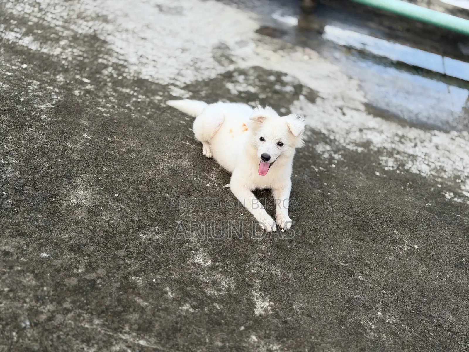 3-6 Months Male Purebred Japanese Spitz