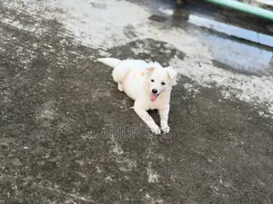 3-6 Months Male Purebred Japanese Spitz