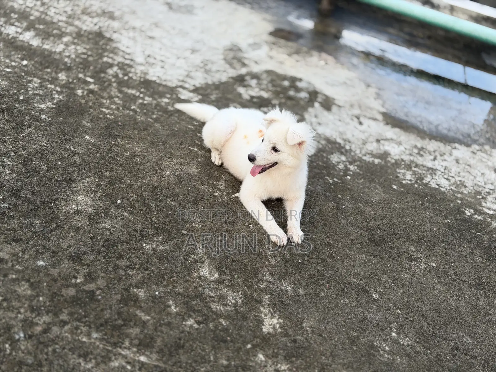 3-6 Months Male Purebred Japanese Spitz