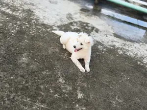 3-6 Months Male Purebred Japanese Spitz