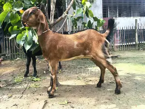 একটি লাল রঙের ছাগল