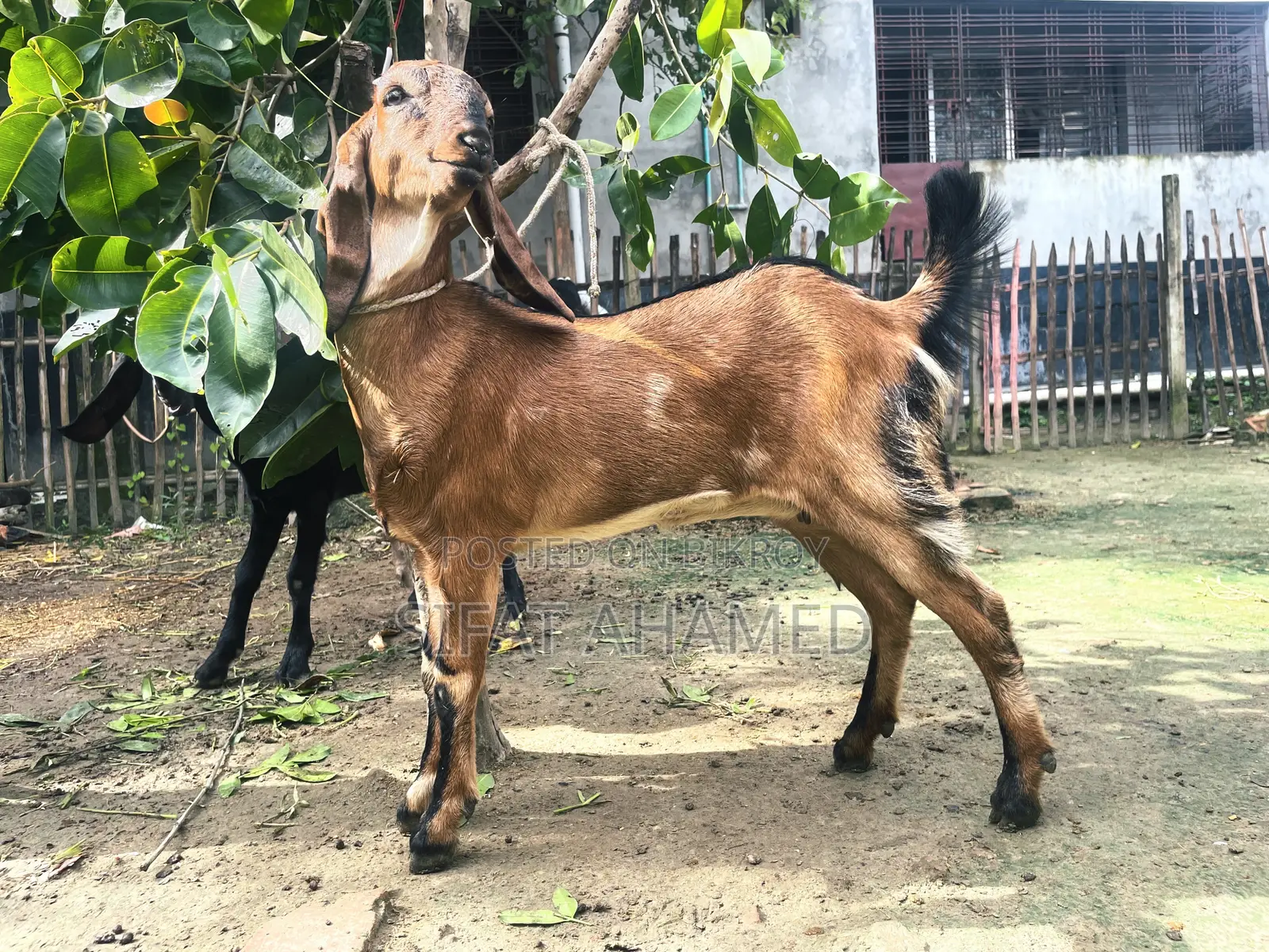 একটি লাল রঙের ছাগল