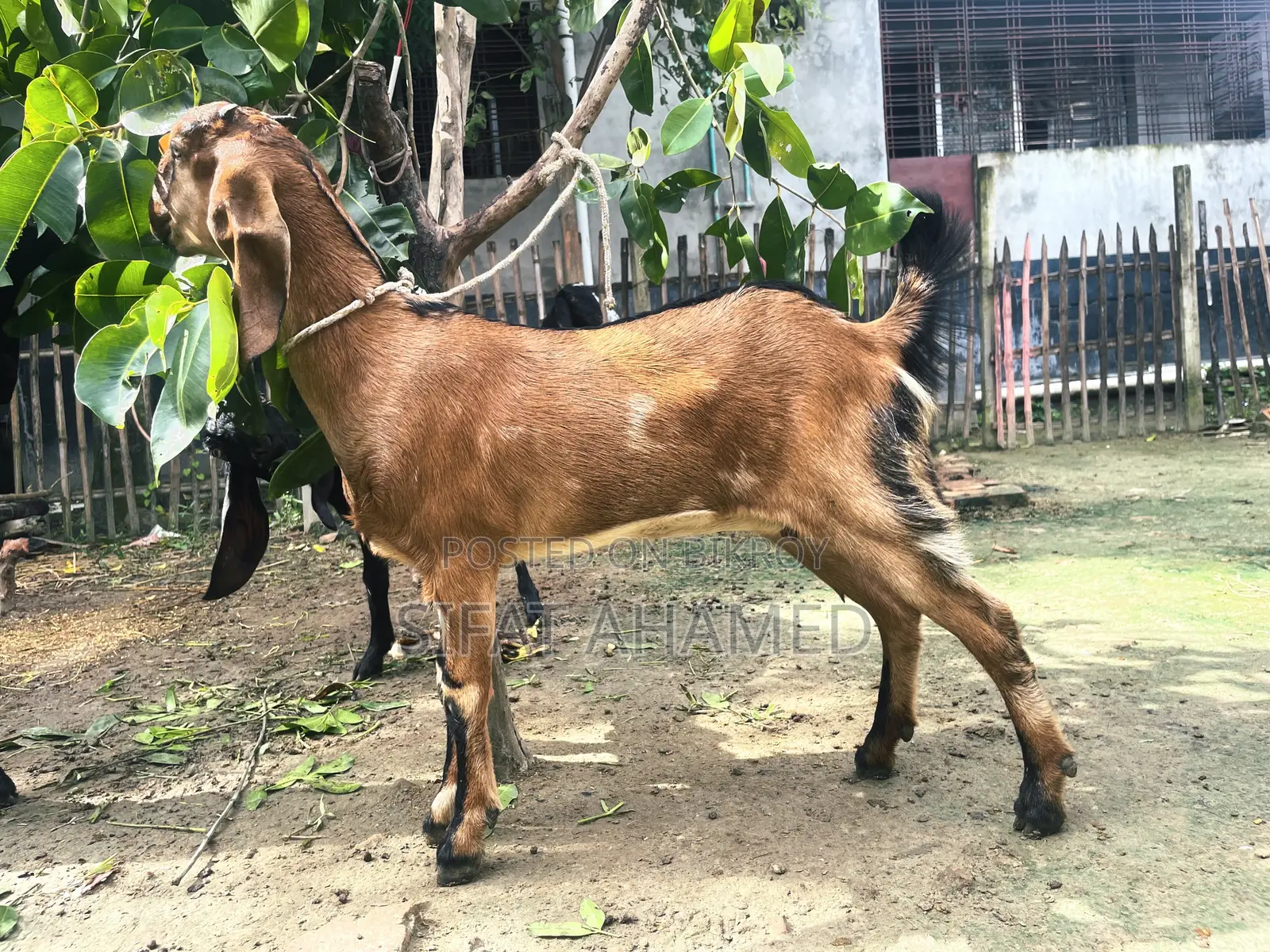 একটি লাল রঙের ছাগল