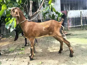 একটি লাল রঙের ছাগল
