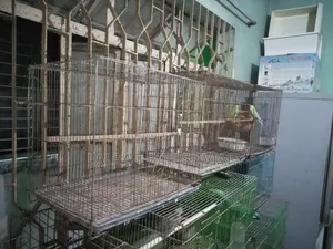 ব্রেডিং বক্স খাঁচা বিক্রি হবে।
