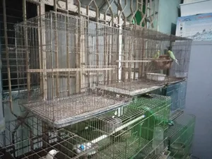 ব্রেডিং বক্স খাঁচা বিক্রি হবে।