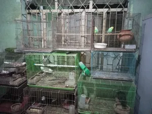 ব্রেডিং বক্স খাঁচা বিক্রি হবে।