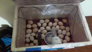 ইনকিউবেটর মেশিন