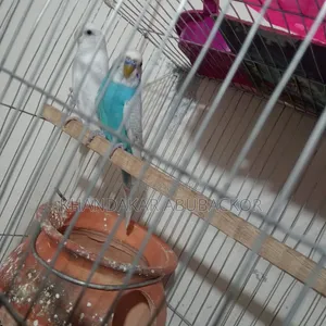 Budgerigar Male Female Full Setup