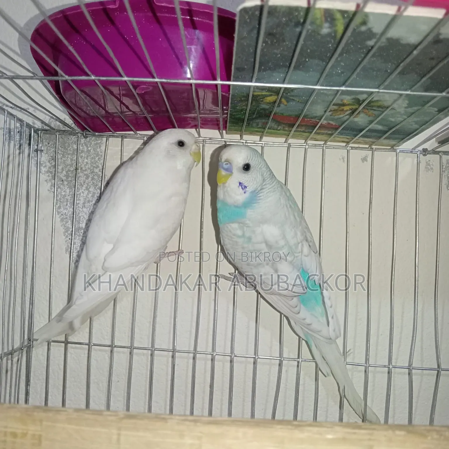 Budgerigar Male Female Full Setup