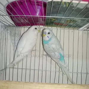 Budgerigar Male Female Full Setup