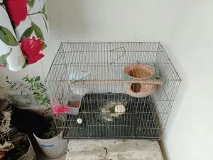 Budgerigar Male Female Full Setup