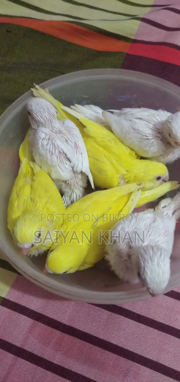 Tame Size Budgerigar Baby
