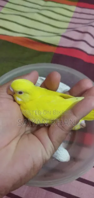 Tame Size Budgerigar Baby