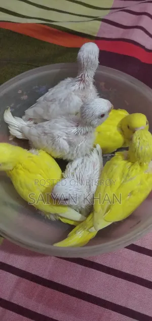 Tame Size Budgerigar Baby