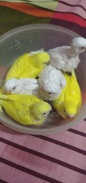 Tame Size Budgerigar Baby