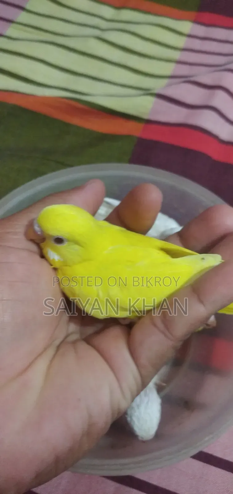 Tame Size Budgerigar Baby