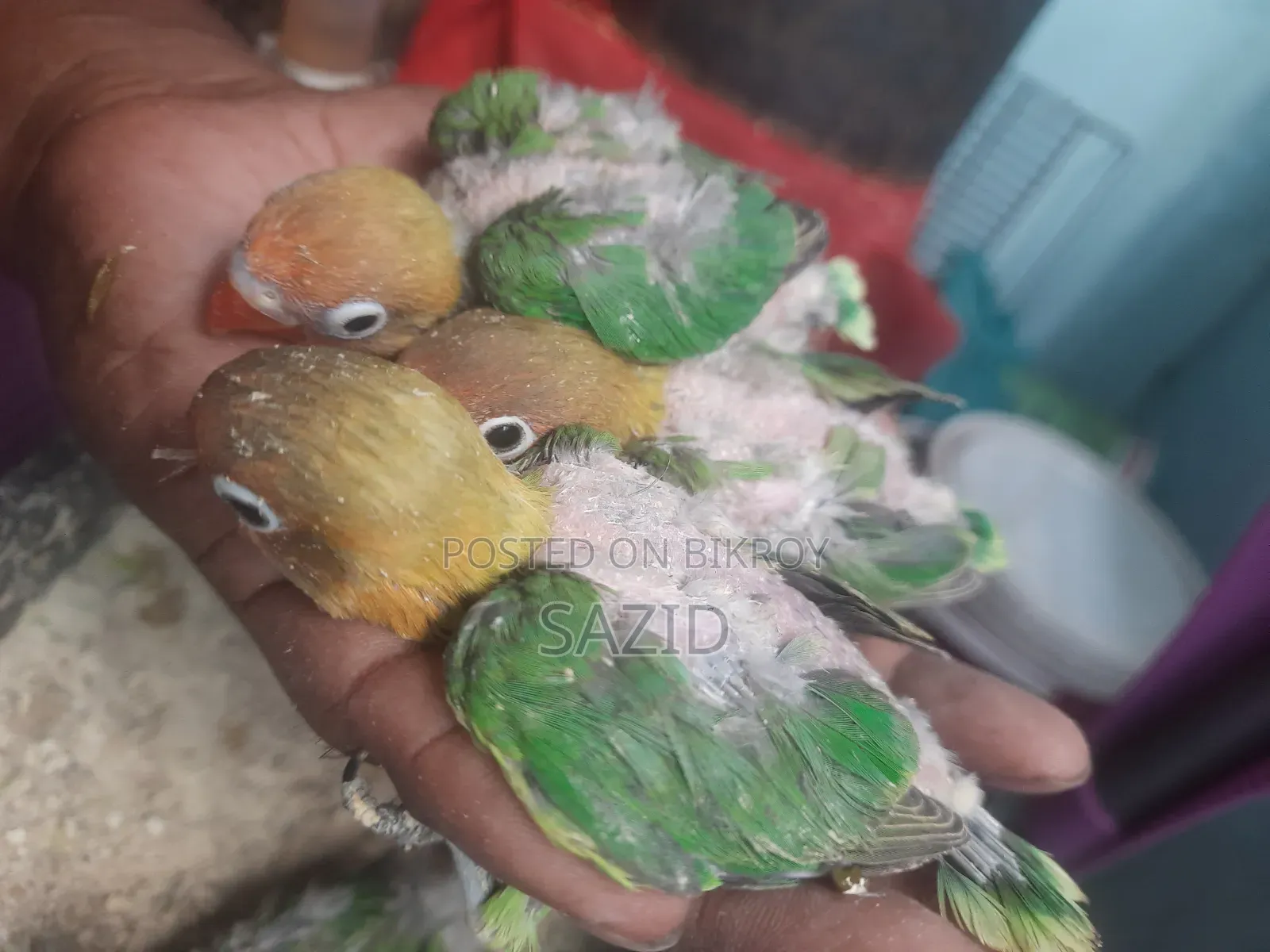 Lovebird Tame Size Baby
