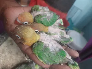 Lovebird Tame Size Baby