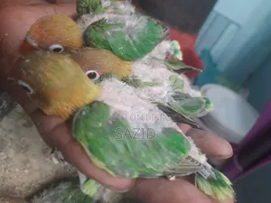 Lovebird Tame Size Baby