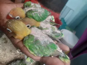 Lovebird Tame Size Baby