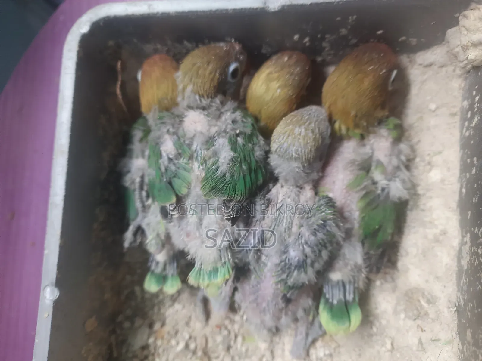 Lovebird Tame Size Baby