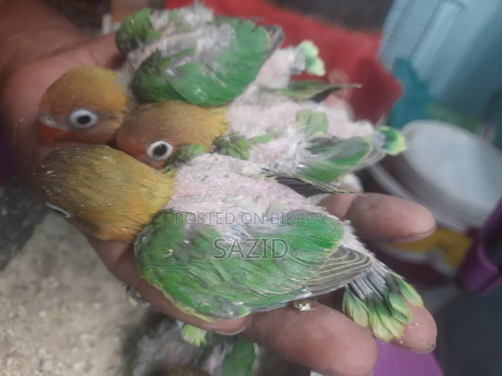 Lovebird Tame Size Baby